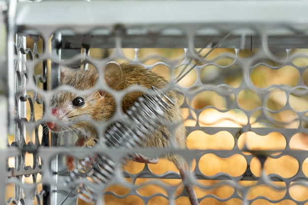 Mice trapped in a trap cage. Inside of rat traps.