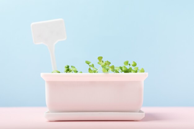 Micro green basil in white flower pot with label on pink and blue background