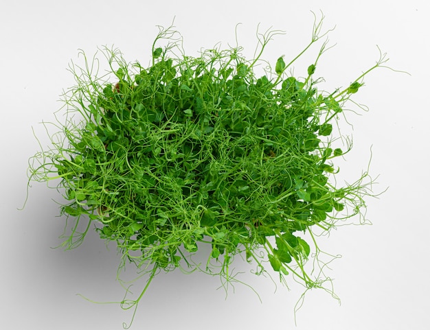 Micro green growing sprouts on white wall, top view