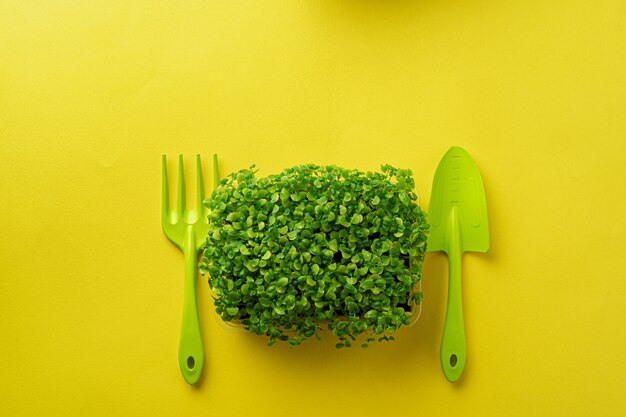 Micro green growing sprouts on yellow background, top view