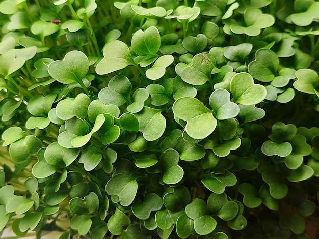 Micro green leaves