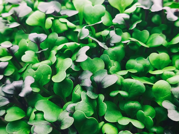 Micro green leaves