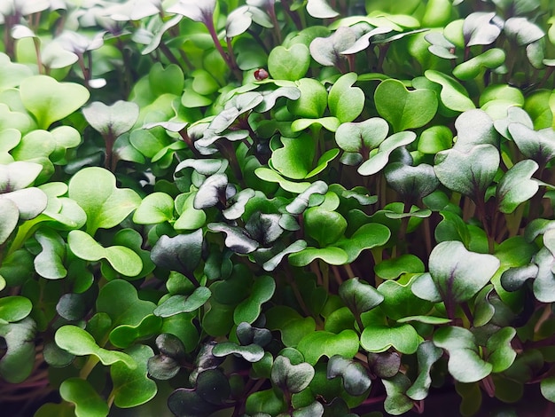 Micro green leaves