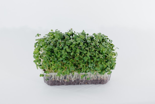 Micro-green mustard sprouts close-up on a white background in a pot with soil. Healthy food and lifestyle.