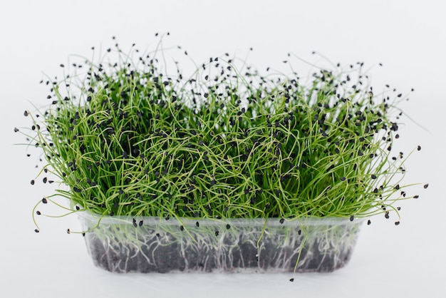 Micro-green onion sprouts close-up on a white surface in a pot with soil. Healthy food and lifestyle.