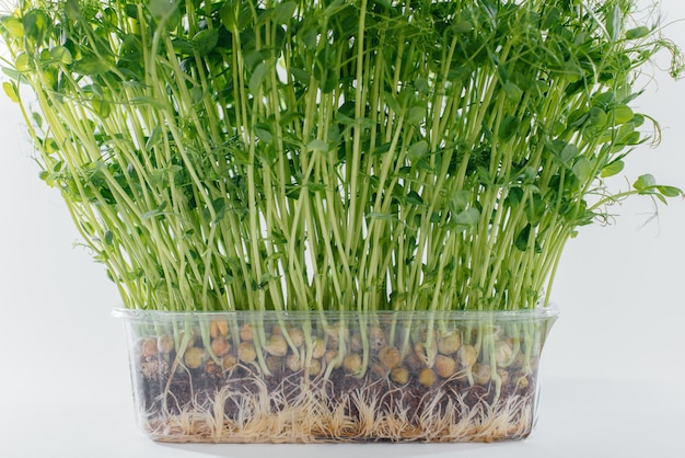 Micro-green pea sprouts on a white table in a pot with soil. Healthy food and lifestyle.