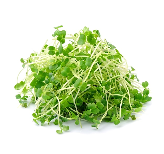 Micro green salad arugula