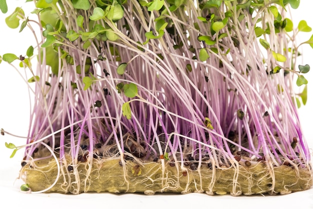 Photo micro-green seed seedlings on a white isolated background