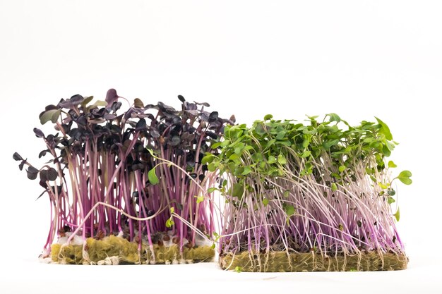 Micro-green seed seedlings on a white isolated.