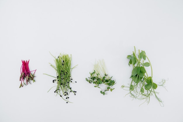 Micro-green sprouts close-up on a white background with free space. Healthy food and lifestyle.