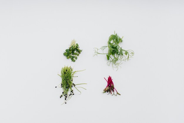 Micro-green sprouts close-up on a white background with free space. Healthy food and lifestyle.