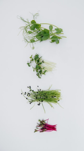 Micro-green sprouts close-up on a white background with free space. healthy food and lifestyle.