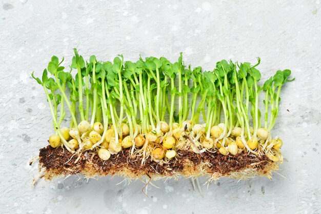 Photo micro green sprouts of green peas green natural background texture vitamins amino acids benefits of organic superfood macro photo on a gray background