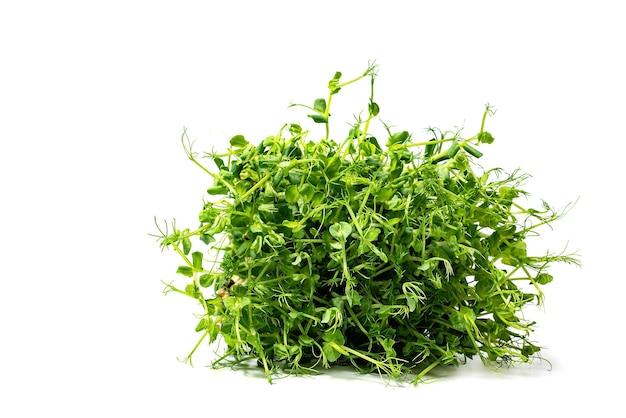 Micro green sprouts of peas isolated on white