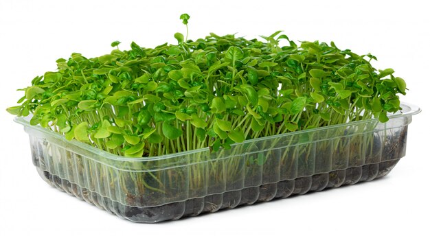 Micro green sprouts of sunflower isolated on white