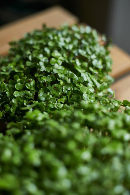 Micro green superfood close up watercress radish and peas Healthy lifestyle Vertical view