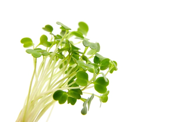 Micro greens arugula sprouts isolated on white