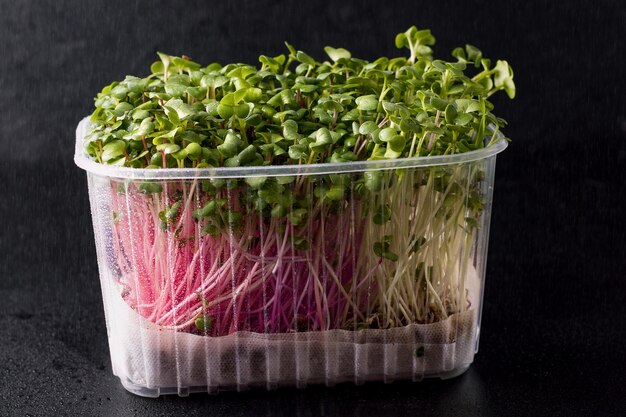 Micro greens on a black background