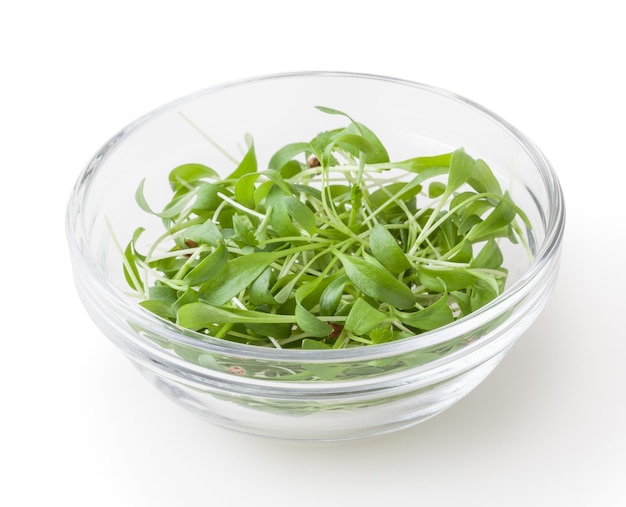 Micro greens coriander sprouts in glass bowl isolated on white background with clipping path