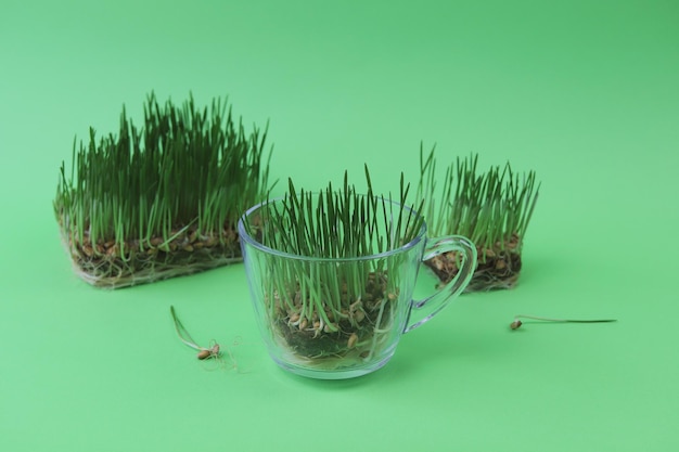 Micro greens germinated grains and wheat sprouts for making wheatgrass on a green background