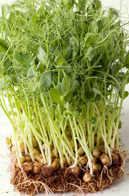 Micro greens op een witte achtergrond