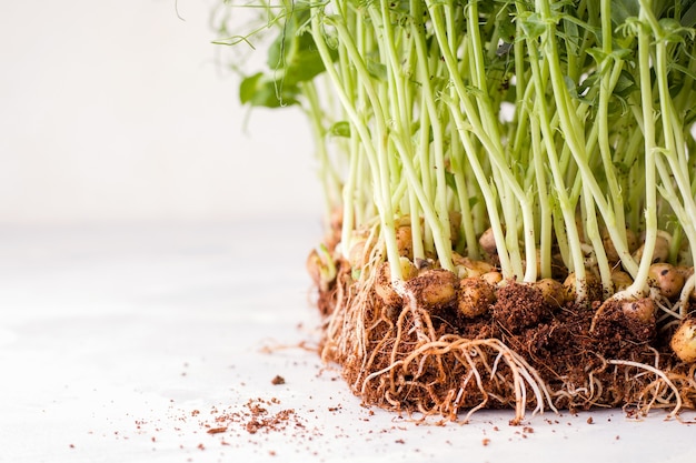 Micro greens op een witte achtergrond