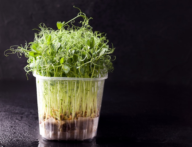 Micro greens op een zwarte achtergrond