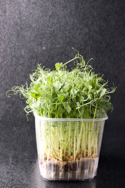 Micro greens op een zwarte achtergrond