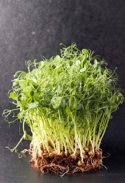 Micro greens op een zwarte achtergrond