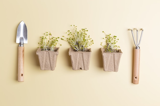 micro greens in small potties concept of planting herbs at home zero waste shop.