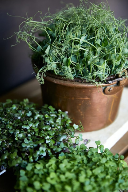 Micro greens sprouts of radish amaranth peas beetroot on black background Concept of superfood