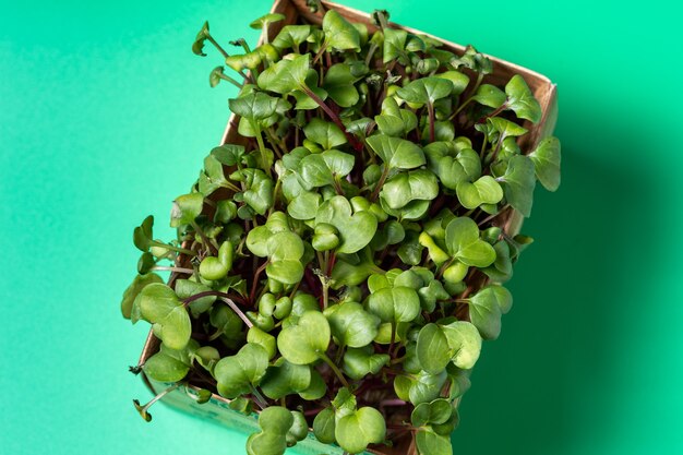 Micro-greens in a tray for growing in a cardboard box. Sale and delivery of micro green plants.