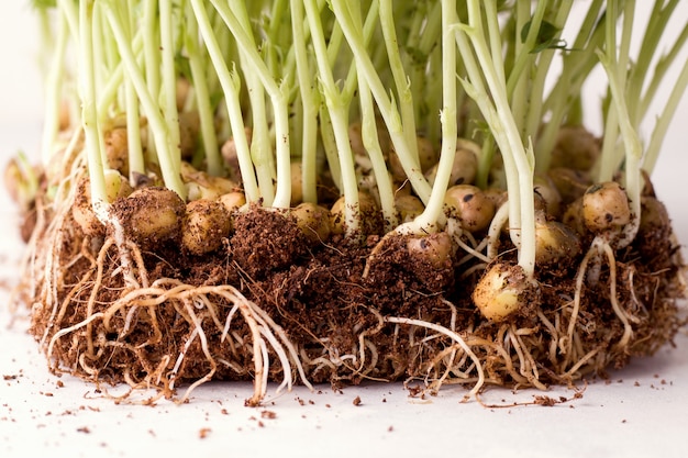 Photo micro greens on a white background