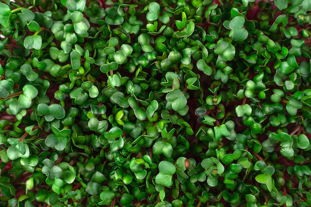 Micro groen close-up Plantaardige culinaire achtergrond Gezonde vitaminerijke voeding