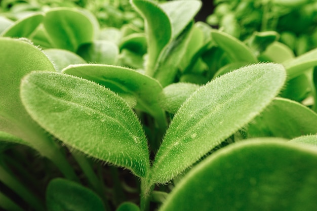 micro groene spruiten bladeren close-up