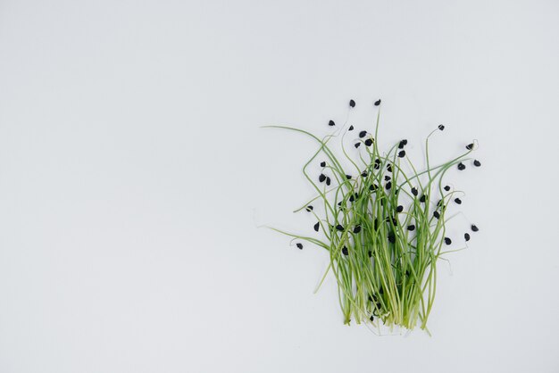 Micro-groene spruiten close-up op een witte muur met vrije ruimte. gezonde voeding en levensstijl.