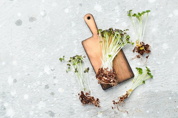 Micro groene spruiten van mosterd Eco vegan gezonde levensstijl bio banner Macro foto op een grijze achtergrond