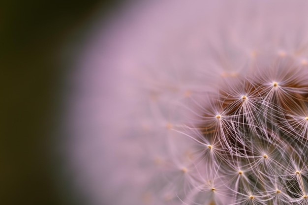 Micro shot witte paardebloemzaden gedetailleerde natuurfotografie