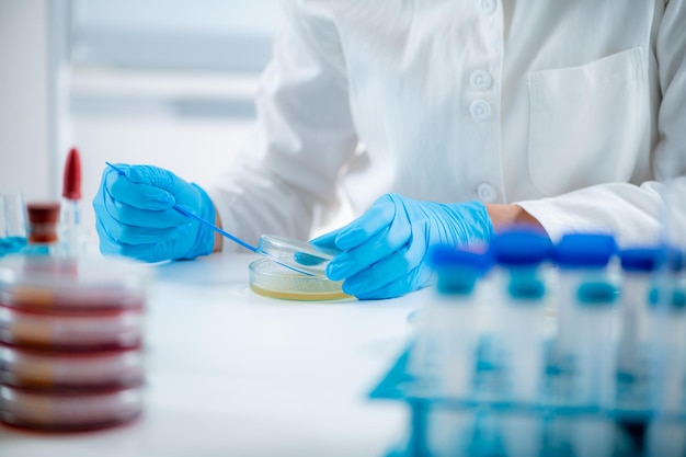 Microbiology researcher working in a laboratory using an inoculation rod to spread out culture with bacteria onto a nutritional agar in a petri dish