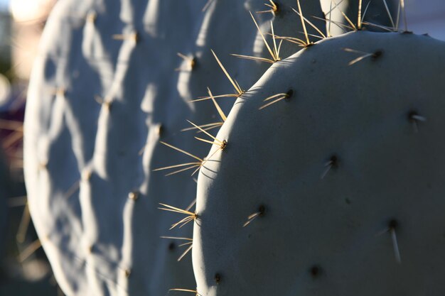 Microdasys cactus Cactus achtergrond cactussen ontwerppatroon