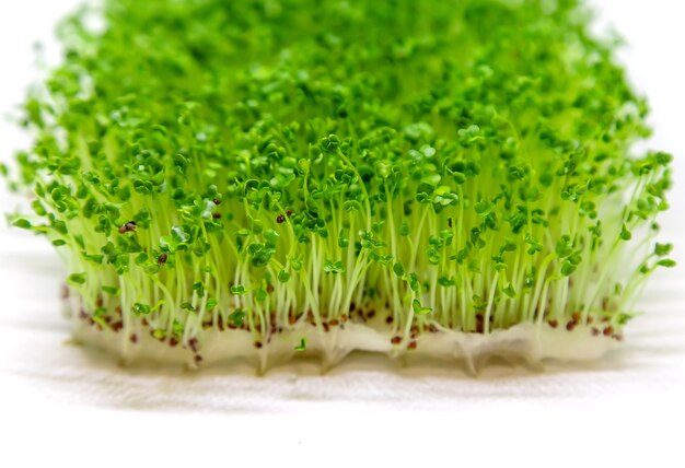 사진 microgreen arugula 콩나물은 흰색 바탕에 격리합니다.