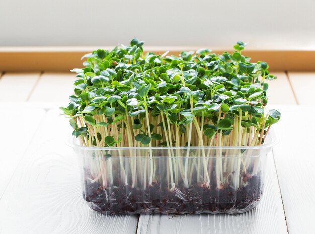 Microgreen broccoli in een kweekbak op de houten tafel