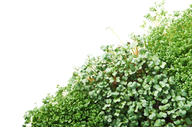 Microgreen broccoli, tuinkers en radijs geïsoleerd op wit. Concept van tuinieren en groen binnenshuis kweken