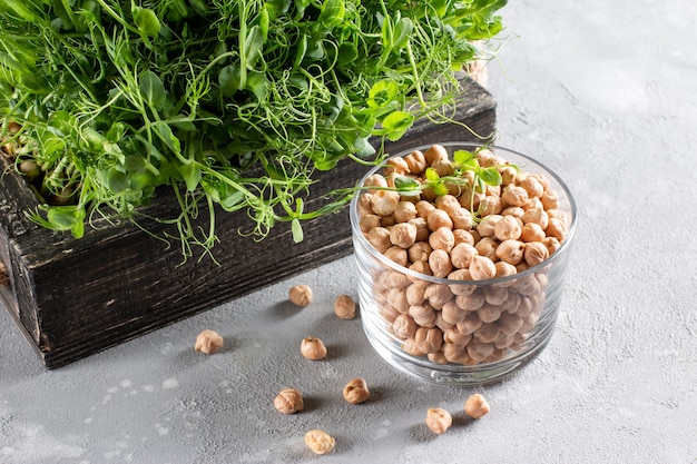 ライトテーブルの上のマイクログリーンのひよこ豆の芽。ビーガンと健康的な食事の概念。成長する芽。セレクティブフォーカス。