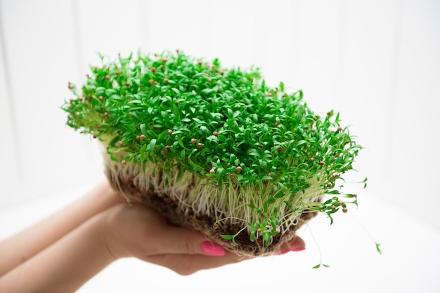 Microgreen cilantro in the hands of a woman on a white background