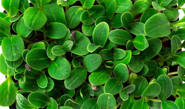 Microgreen close-up