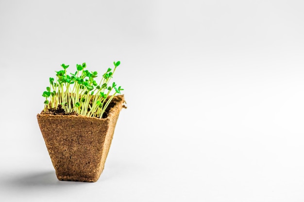 Microgreen in a container close-up. Selective focus. Young spring crop of arugula. Useful greens for proper nutrition, grown by hand. Veganism and organic products.