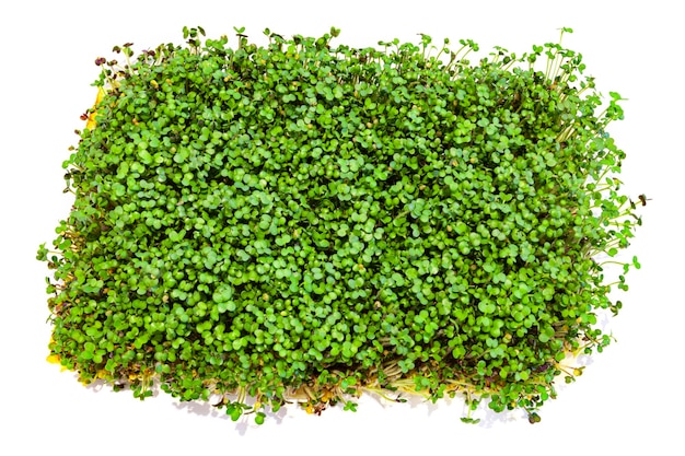 Microgreen eco nutrition Grow of micro green from mustard