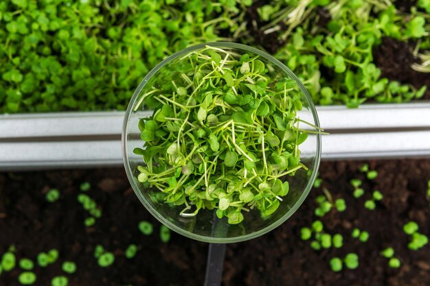 Microgreen Eco veganistische gezonde levensstijl Vitaminen en aminozuren zijn de voordelen van biologische superfoods