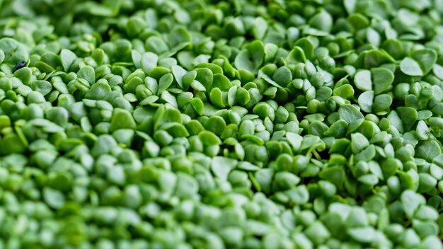 Microgreen Foliage Achtergrond erwtenblad kiemgroenten ontkiemd uit hoogwaardig biologisch plantenzaad op linnen mat